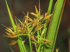 Rhynchospora corymbosa