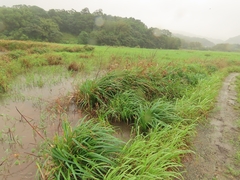 Rhynchospora corymbosa