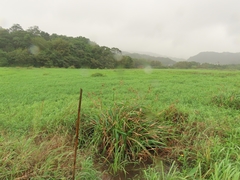 Rhynchospora corymbosa