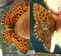 Boloria euphrosyne