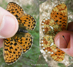 Boloria euphrosyne