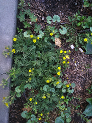 Potentilla tergemina