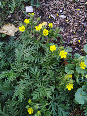 Potentilla tergemina