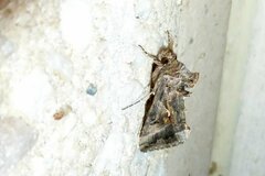 Autographa gamma