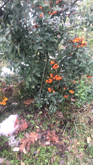 Magnoliopsida