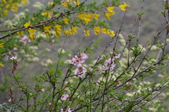 Prunus prostrata concolor