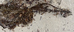 Phyllospora comosa