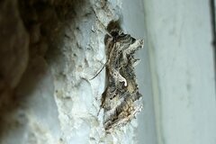 Autographa gamma