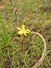 Moraea pallida