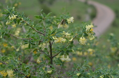 Lonicera microphylla