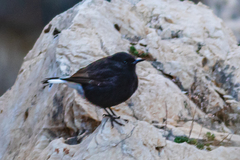 Oenanthe leucura