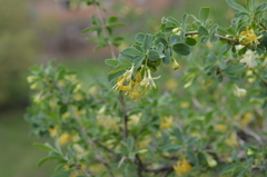 Lonicera microphylla