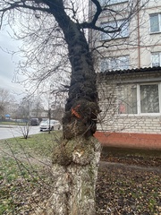 Acer negundo