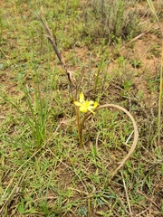 Moraea pallida