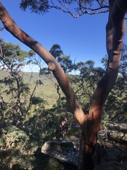 Angophora costata