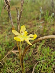 Moraea pallida
