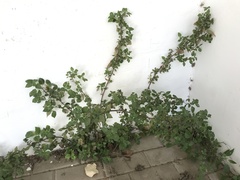 Parietaria judaica