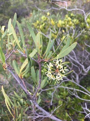 Stenocarpus umbelliferus