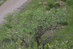 Lonicera microphylla