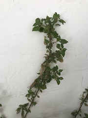 Parietaria judaica