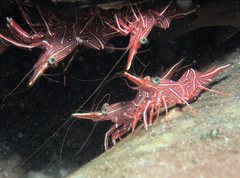 Rhynchocinetes durbanensis