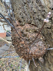 Agrobacterium radiobacter