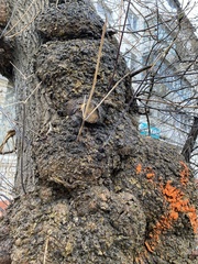 Agrobacterium radiobacter