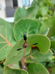 Delta dimidiatipenne