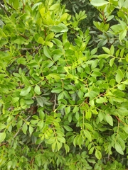 Pistacia lentiscus