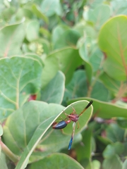 Delta dimidiatipenne