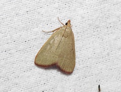 Hypsopygia albidalis