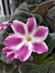 Streptocarpus ionanthus