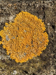 Variospora flavescens