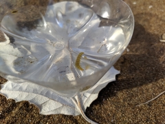 Parapoynx stratiotata