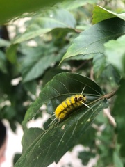 Lophocampa
