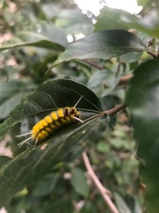 Lophocampa