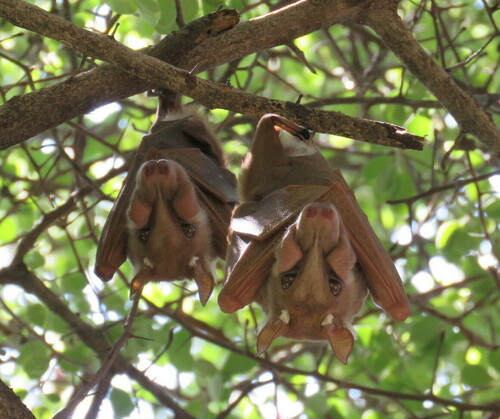 Angolan Epauletted Fruit Bat