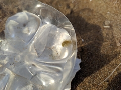 Parapoynx stratiotata