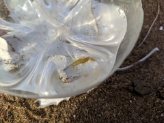 Parapoynx stratiotata