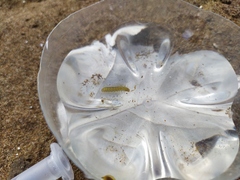 Parapoynx stratiotata