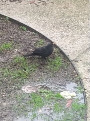 Turdus merula