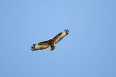 Buteo buteo vulpinus