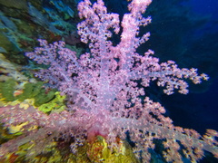 Dendronephthya hemprichi