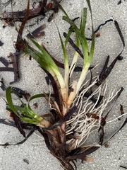Posidonia australis