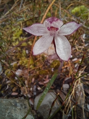 Caladenia alpina