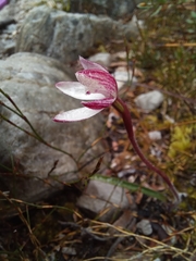 Caladenia alpina