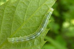 Cosmia trapezina