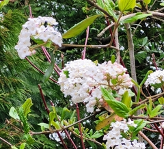 Viburnum × burkwoodii