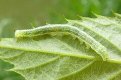 Cosmia trapezina