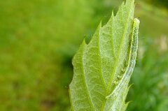 Cosmia trapezina